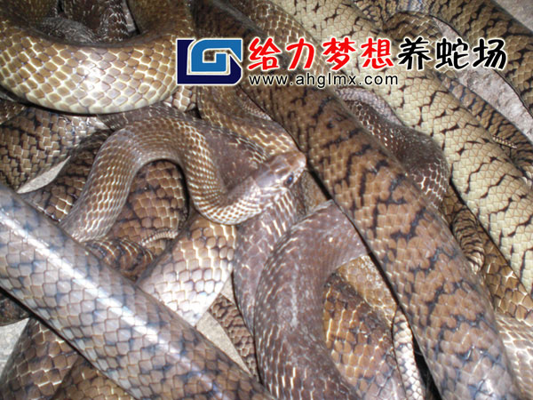 水律蛇