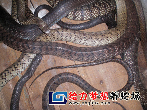 水律蛇