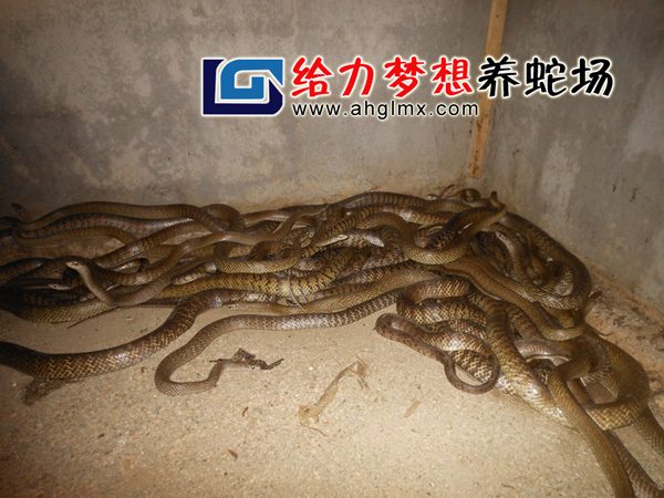 水律蛇