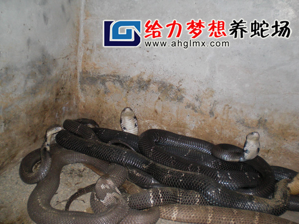 眼镜蛇