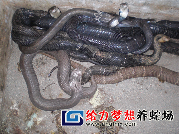 眼镜蛇