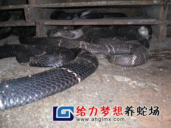 眼镜蛇