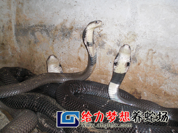 眼镜蛇