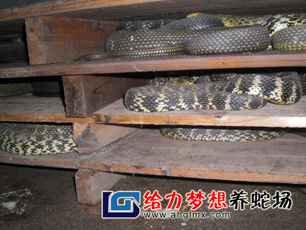 大王蛇