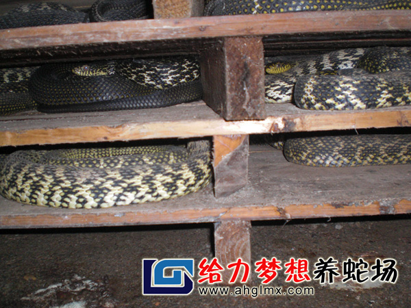 大王蛇