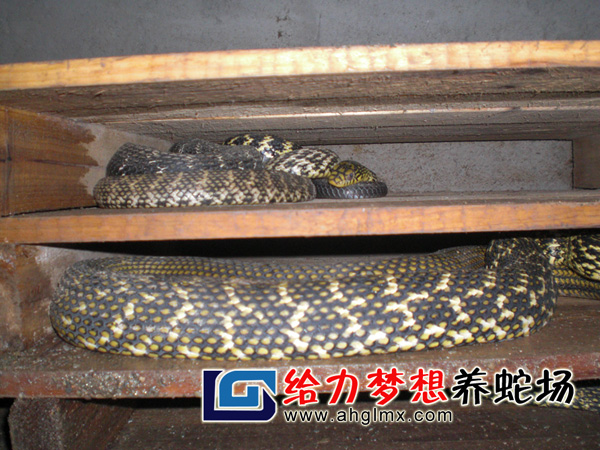 大王蛇