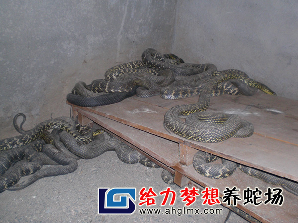 大王蛇