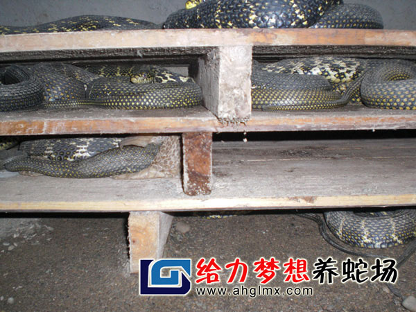 大王蛇