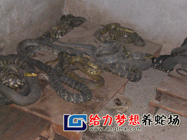 大王蛇