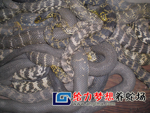 大王蛇