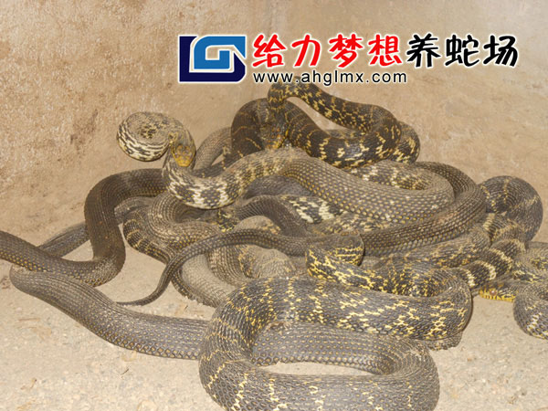 大王蛇