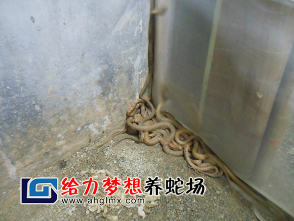 大王蛇苗