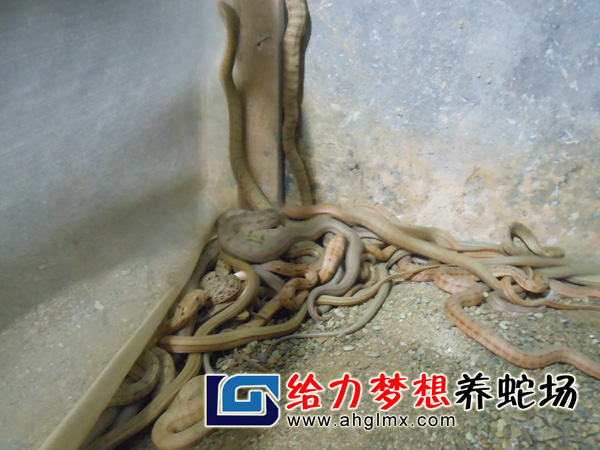 大王蛇苗